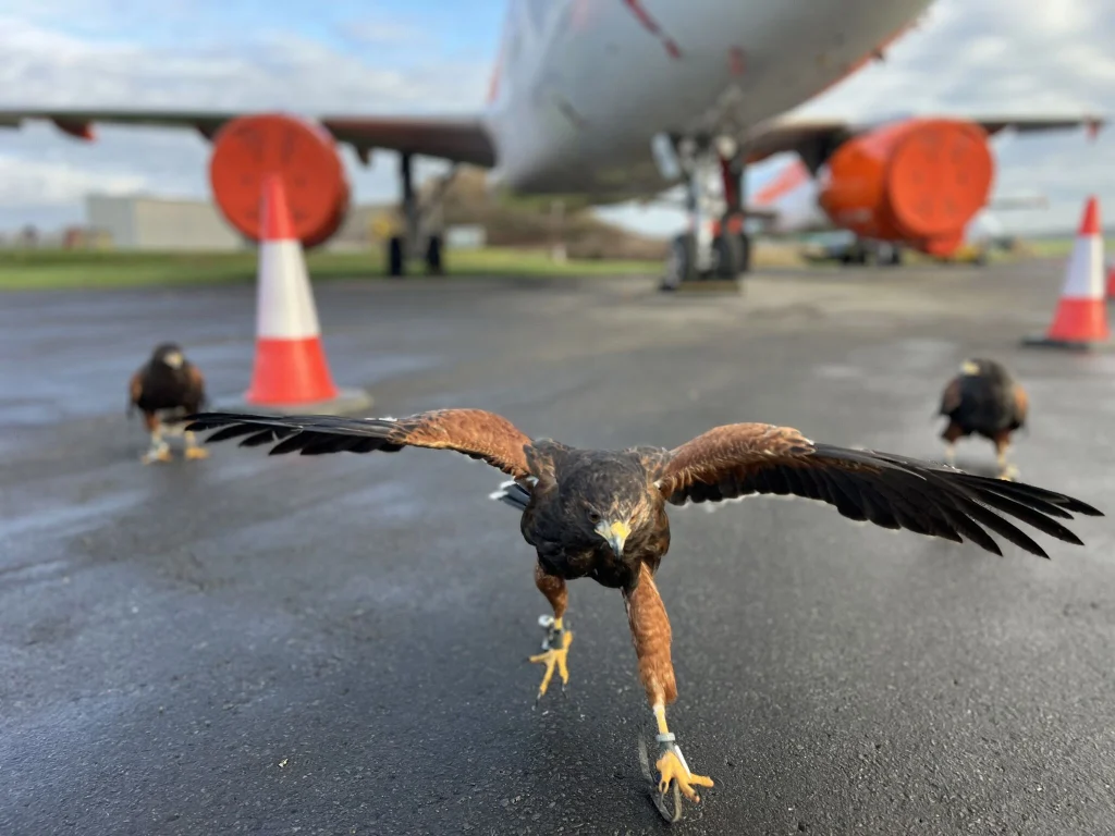 avian falconry pest control